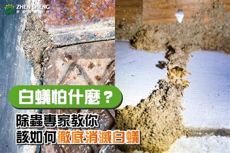 如何知道有白蟻|如何消滅白蟻，白蟻怕什麼？專家教你4大祕訣，擒國先擒王！ 呼。